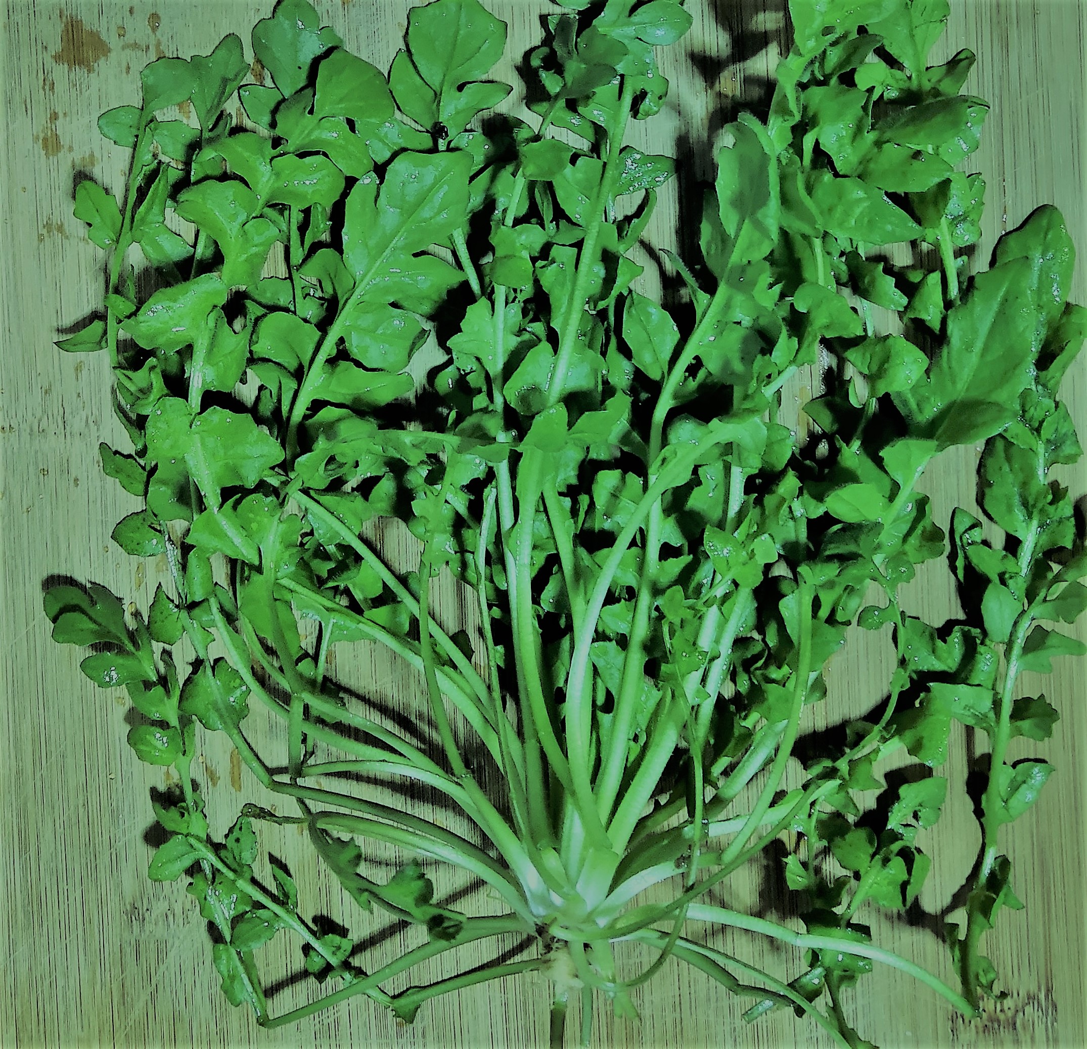三月三日说荠菜
